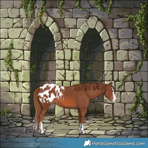 Horse Color:Chestnut Splash Appaloosa 