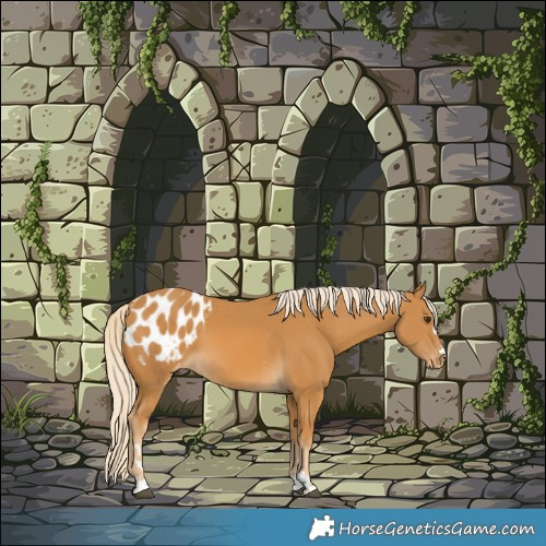 Horse Color:Palomino Appaloosa 