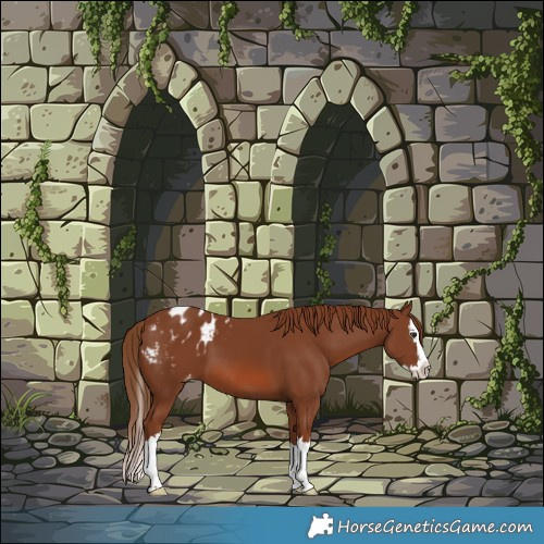 Horse Color:Chestnut Splash Appaloosa 