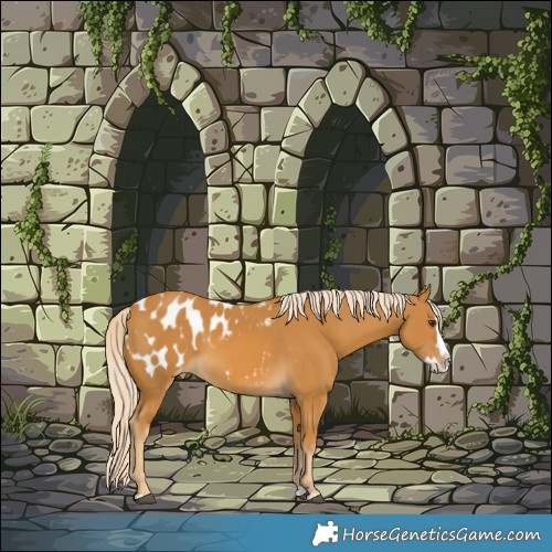 Horse Color:Palomino Splash Appaloosa 