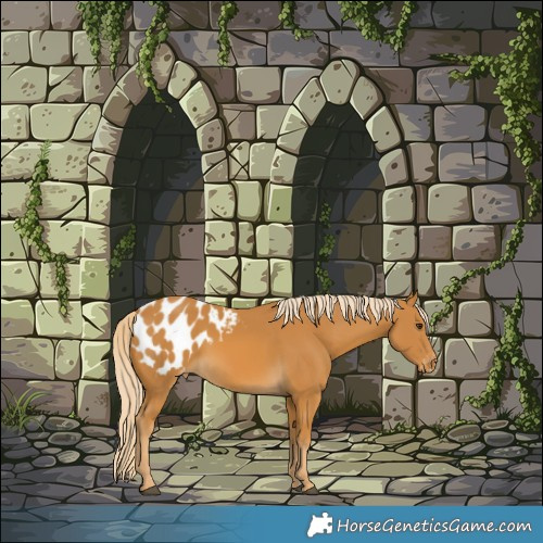 Horse Color:Palomino Appaloosa 