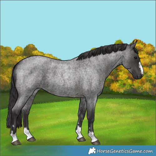 Horse Color:Smoky Blue Roan 