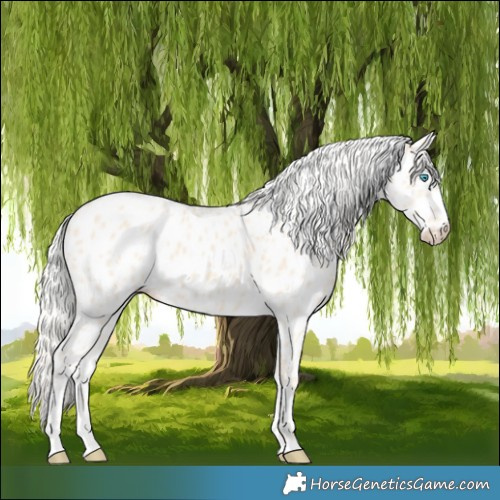 Horse Color:Cremello Appaloosa 