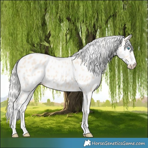 Horse Color:Cremello Appaloosa 