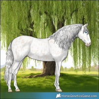 Horse Color:Cremello Leopard 