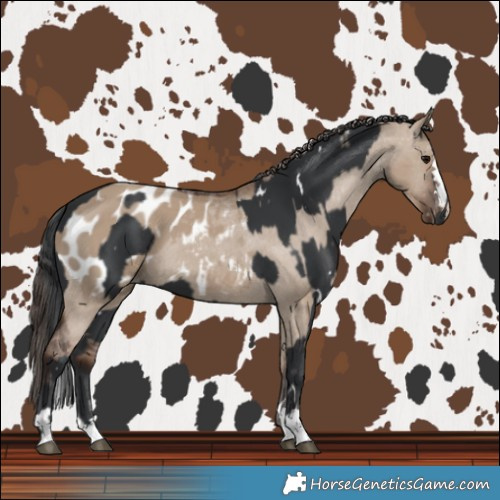 Horse Color:White Spotted Black  and Liver Red Dun Blanket 