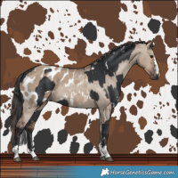 Horse Color:White Spotted Black  and Liver Red Dun Blanket 