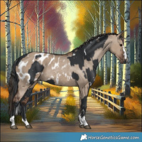 Horse Color:White Spotted Black  and Liver Red Dun Appaloosa 