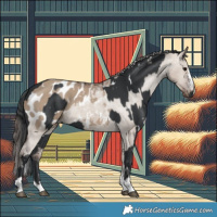 Horse Color:White Spotted Black  and Liver Red Dun Appaloosa 