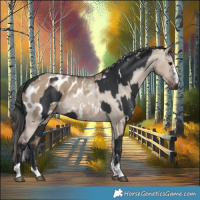 Horse Color:White Spotted Black  and Liver Red Dun Appaloosa 
