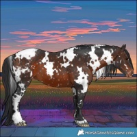 Horse Color:White Spotted Brown Snowflake Varnish