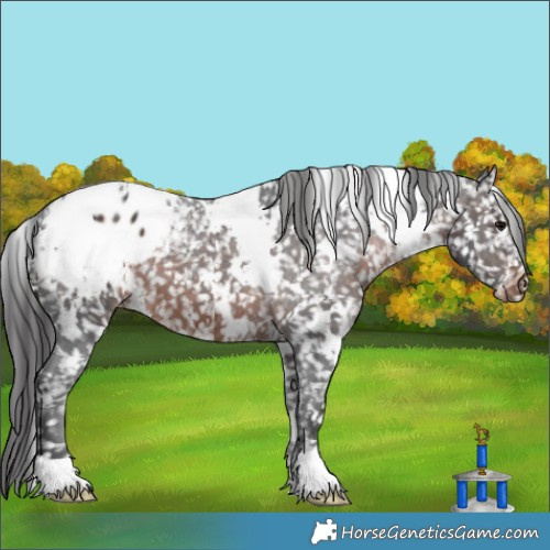 Horse Color:White Spotted Brown Appaloosa 