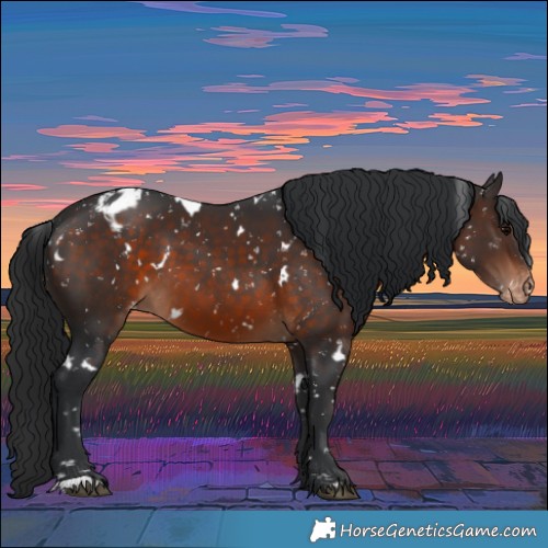 Horse Color:White Spotted Brown Appaloosa 