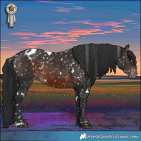 Horse Color:White Spotted Brown Appaloosa 