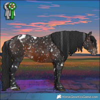Horse Color:White Spotted Brown Appaloosa 