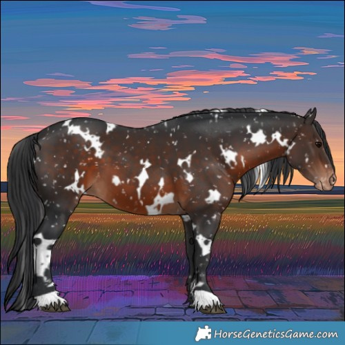 Horse Color:White Spotted Brown Appaloosa 