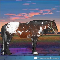 Horse Color:White Spotted Brown Snowcap 