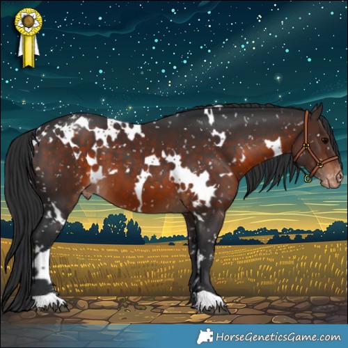 Horse Color:White Spotted Brown Appaloosa