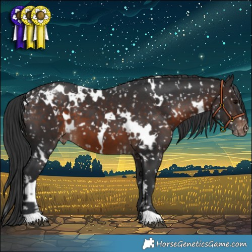 Horse Color:White Spotted Brown Appaloosa 