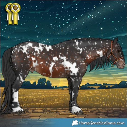 Horse Color:White Spotted Brown Appaloosa 