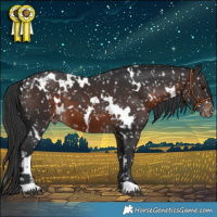 Horse Color:White Spotted Brown Appaloosa 