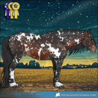 Horse Color:White Spotted Brown Appaloosa 