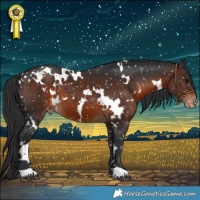 Horse Color:White Spotted Brown Appaloosa 
