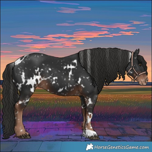 Horse Color:White Spotted Liver Chestnut Appaloosa 