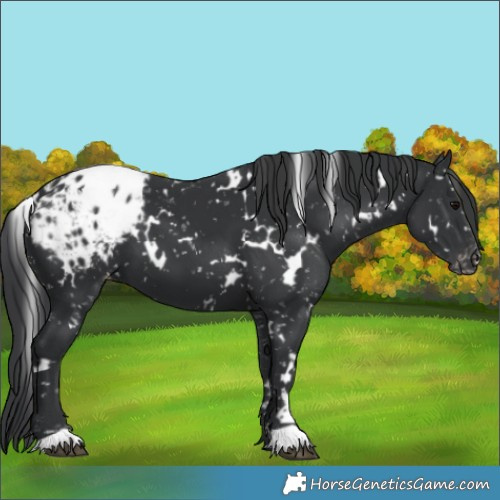 Horse Color:White Spotted Black Appaloosa 