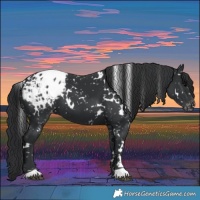 Horse Color:White Spotted Black Blanket 