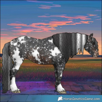 Horse Color:White Spotted Brown Appaloosa 