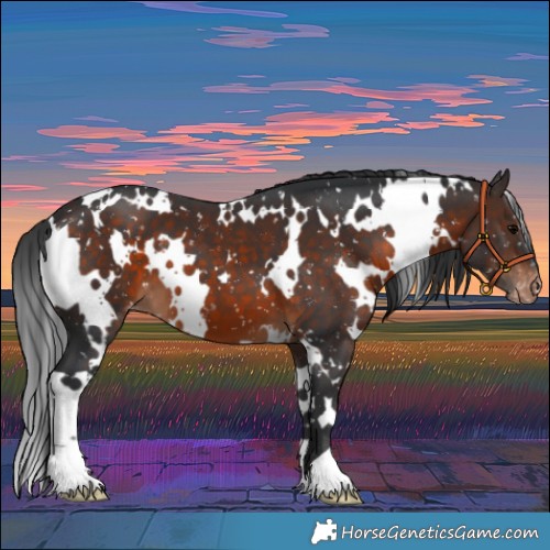 Horse Color:White Spotted Brown Appaloosa 