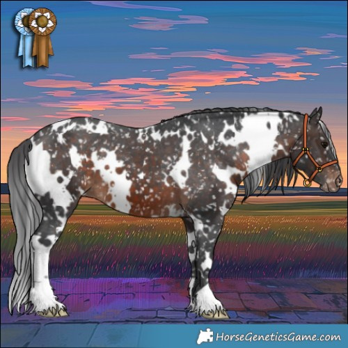 Horse Color:White Spotted Brown Appaloosa 
