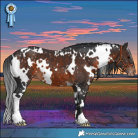 Horse Color:White Spotted Brown Appaloosa 