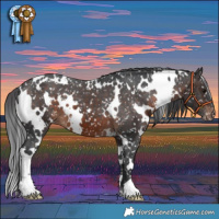 Horse Color:White Spotted Brown Snowflake Varnish