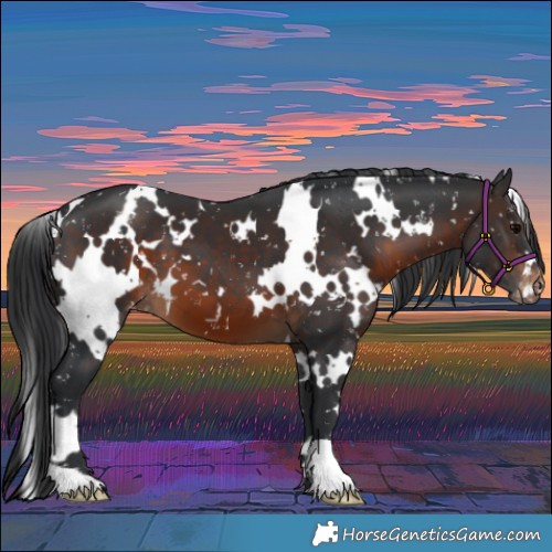 Horse Color:White Spotted Brown Appaloosa