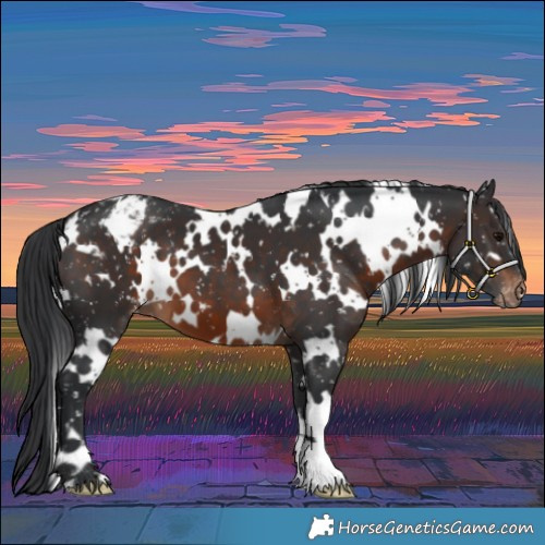 Horse Color:White Spotted Brown Appaloosa
