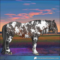 Horse Color:White Spotted Brown Snowflake Varnish 