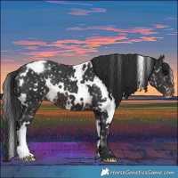 Horse Color:White Spotted Brown Appaloosa 