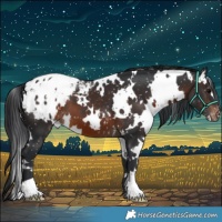 Horse Color:White Spotted Brown Appaloosa 