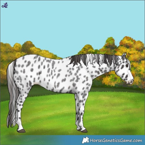 Horse Color:Smoky Blue Roan Appaloosa 