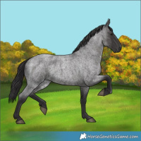Horse Color:Smoky Blue Roan