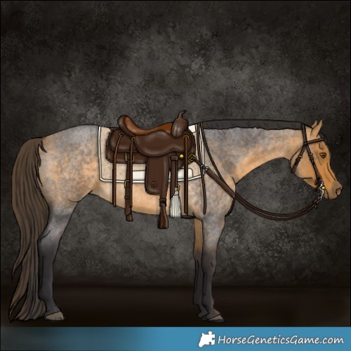 Horse Color:Buckskin Roan
