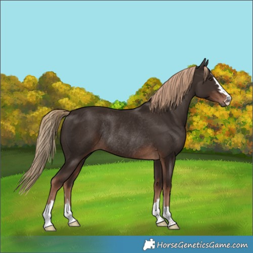 Horse Color:Liver Chestnut Rabicano 