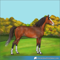 Horse Color:Bay Splash 