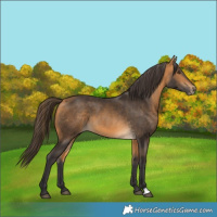 Horse Color:Buckskin 