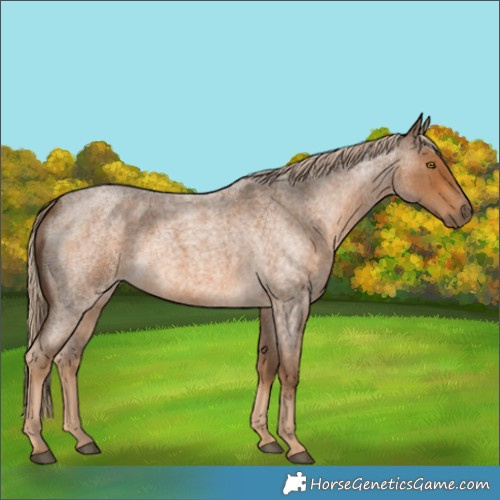 Horse Color:Chocolate Palomino Roan 