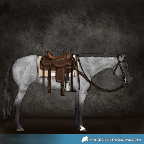 Horse Color:Smoky Blue Roan 