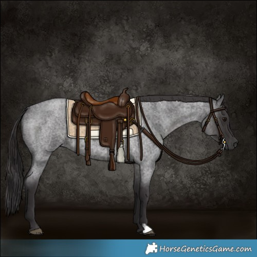Horse Color:Smoky Blue Roan