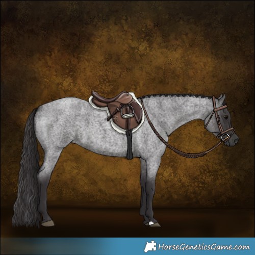 Horse Color:Smoky Blue Roan 